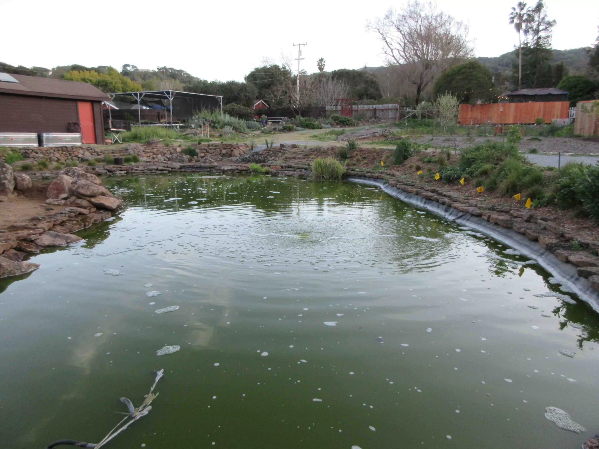 Pond-in-progress-Feb-2022