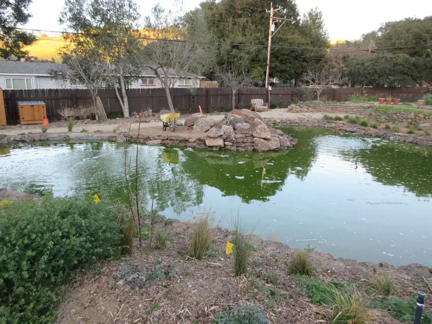 Home Ground Habitats - 11 Pond Feb 2022