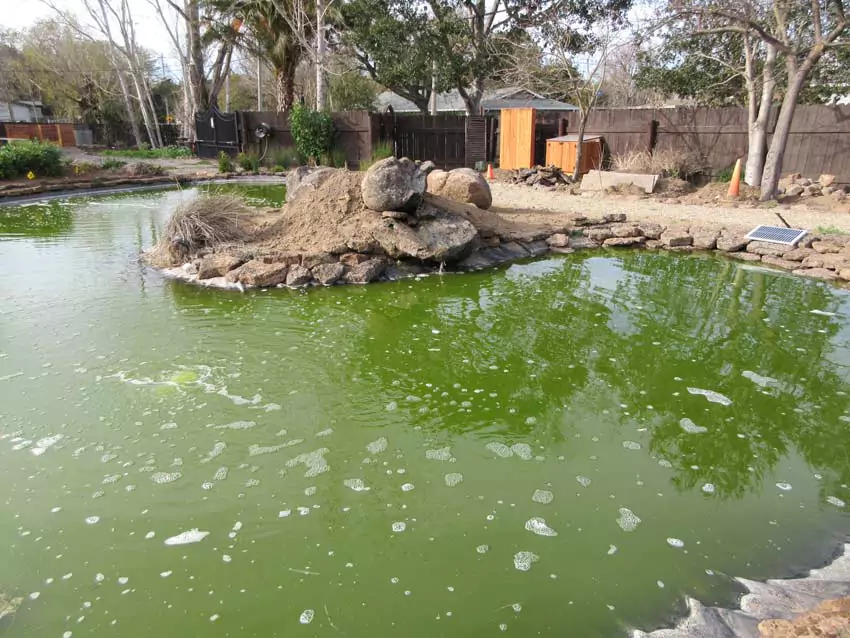 Home Ground Habitats - 12 Pond Feb 2022