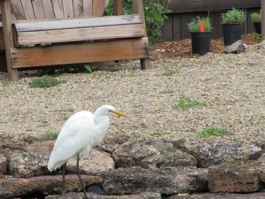Home Ground Habitats - Pond Egret March 2022