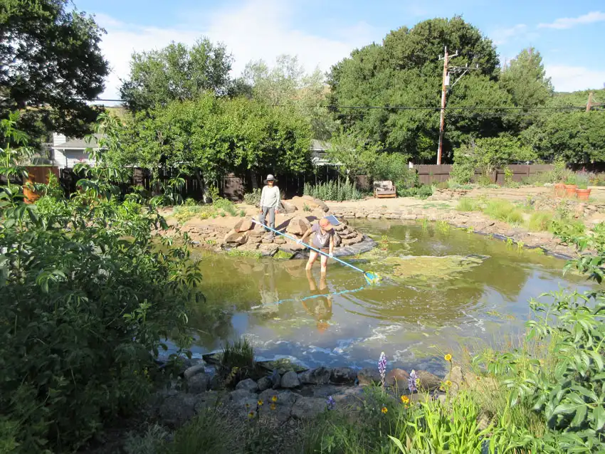 Home Ground Habitats - Pond algae May 2022