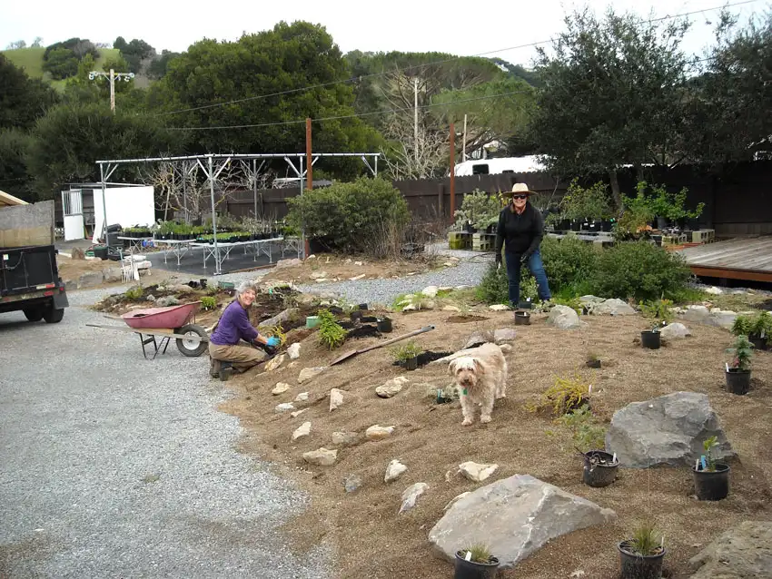 Home Ground Habitats - 6 - Planting Arcto Berm - Jan 2020
