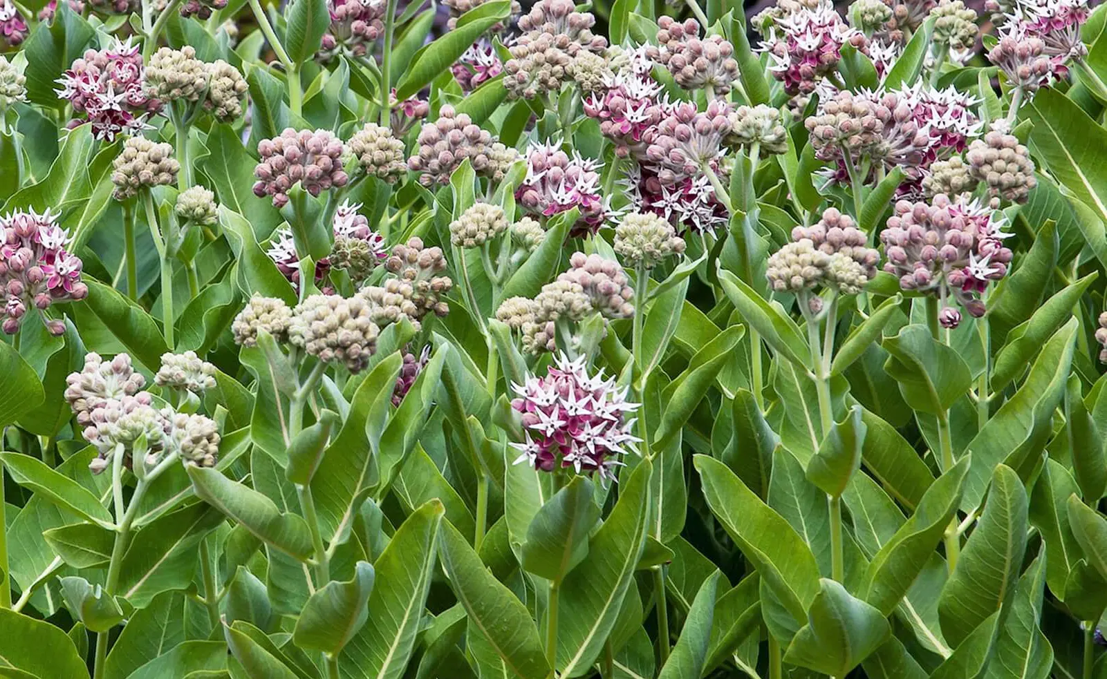 Showy milkweed