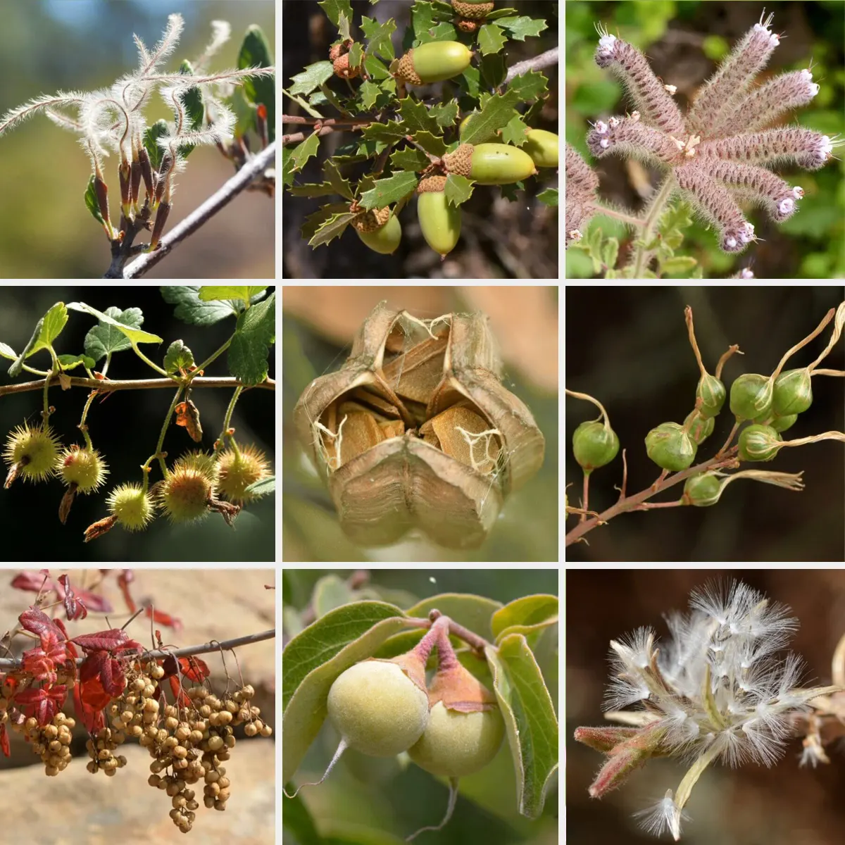 Nine seeds, nature miracles