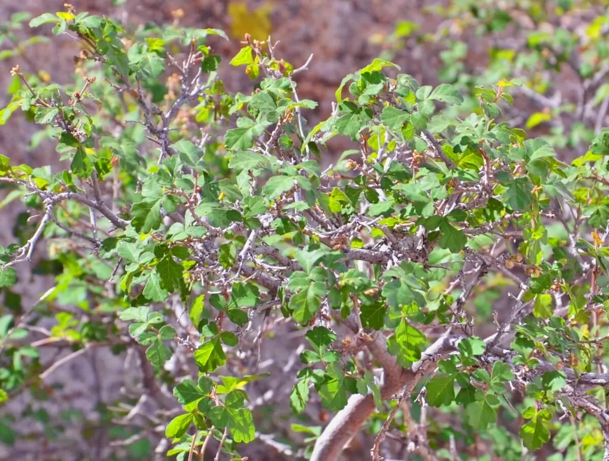 Poison Oak plant