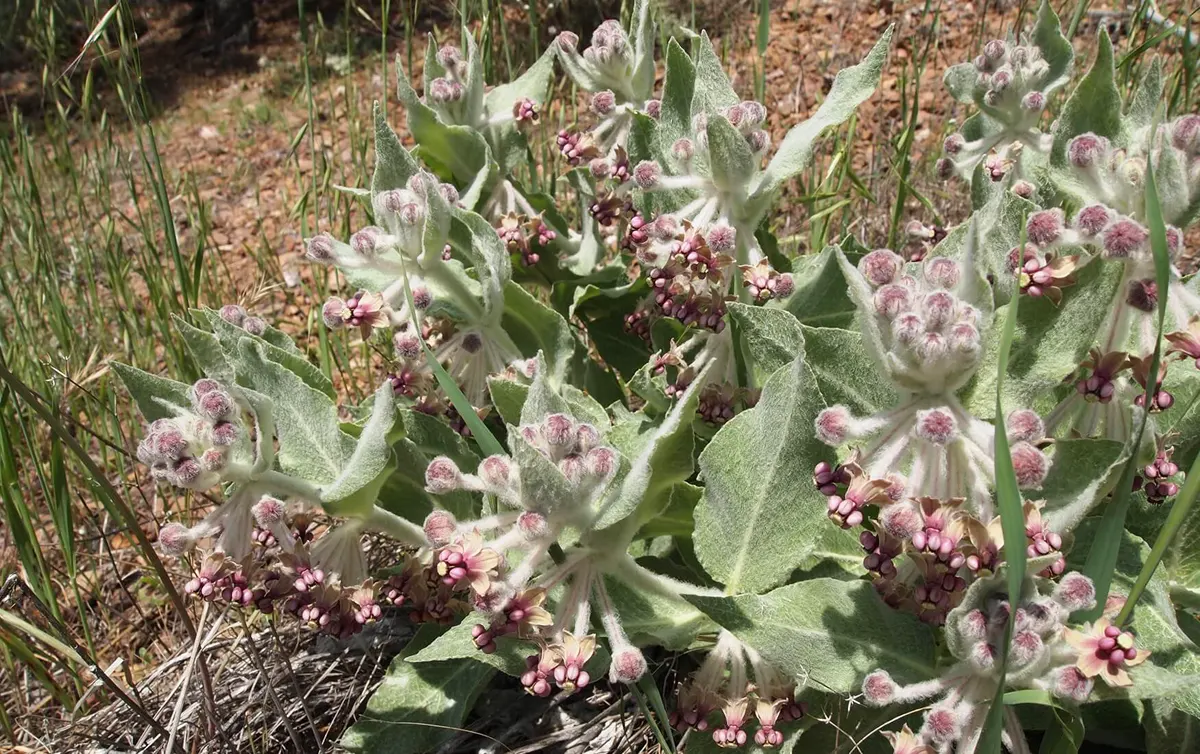 California milkweed