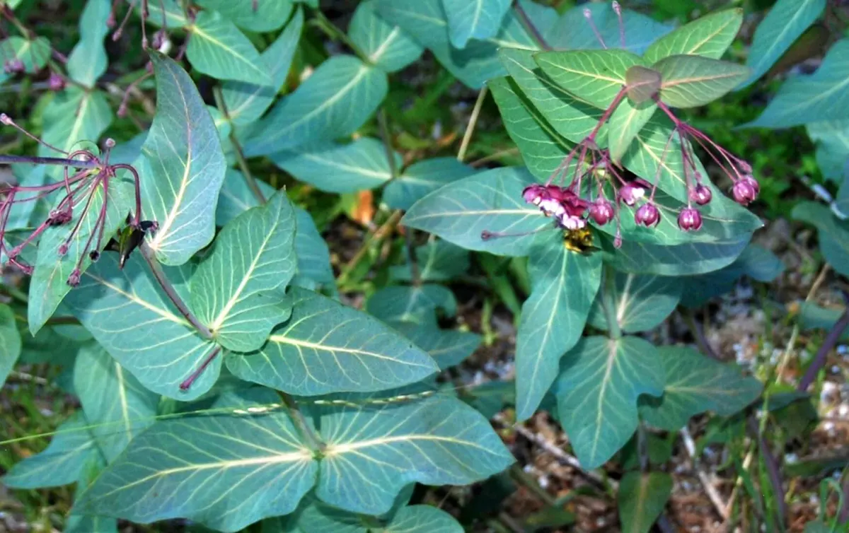 Heart-leaf milkweed