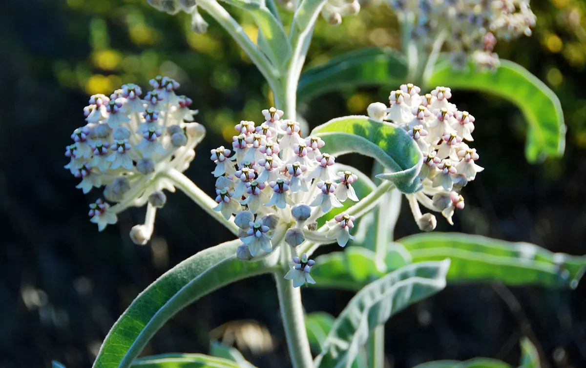 Indian milkweed