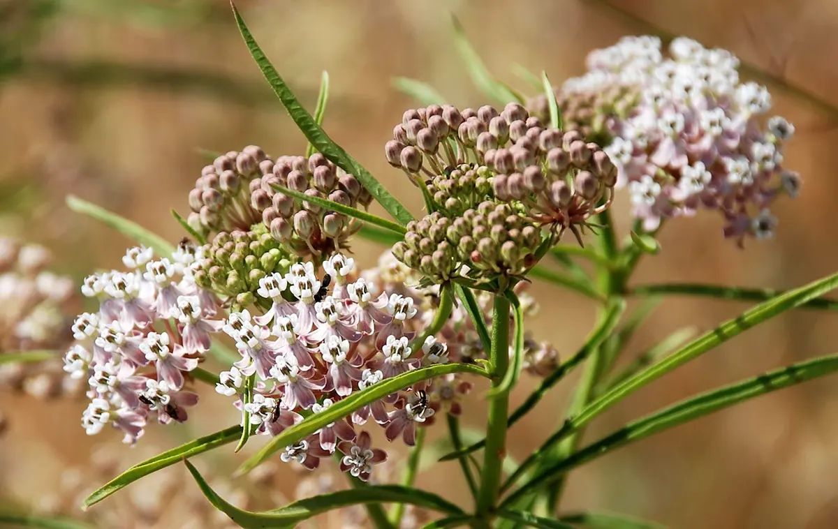 Narrow-leaf milkweed flowers