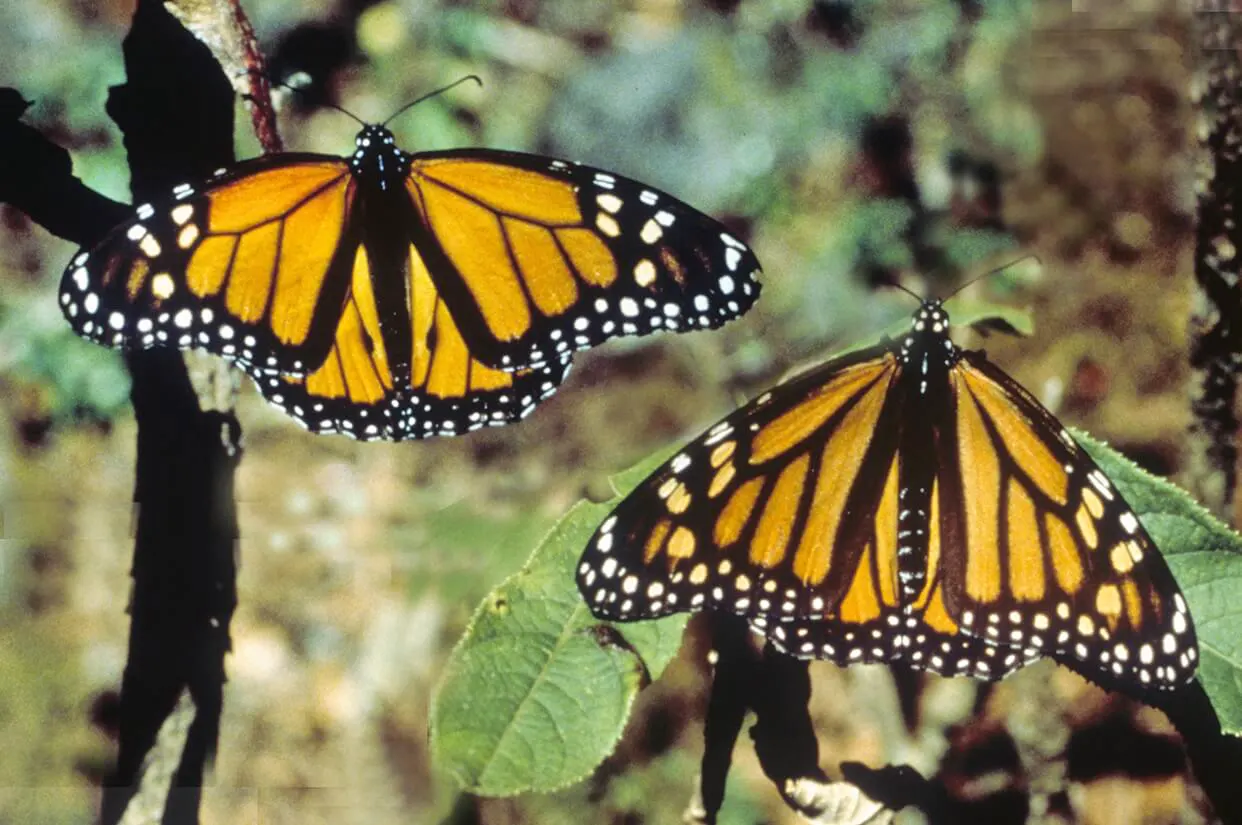 hgh-pollinators-male-female