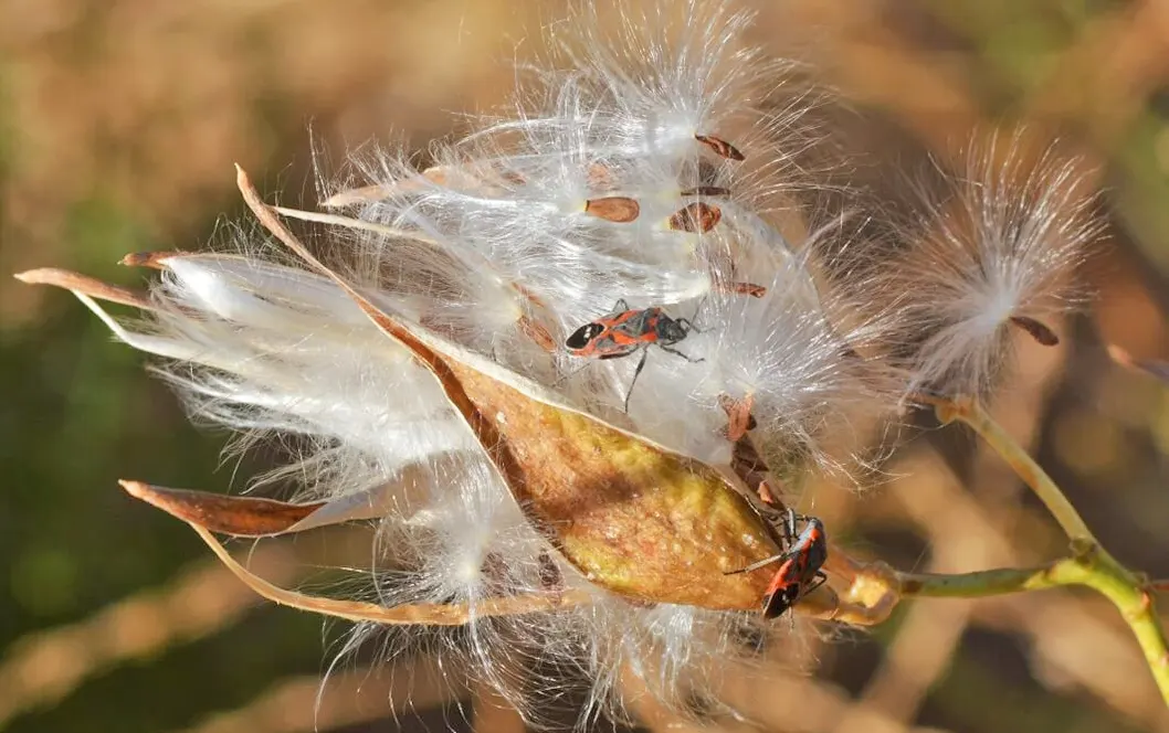 Milkweed bugs over-winter at the plant roots