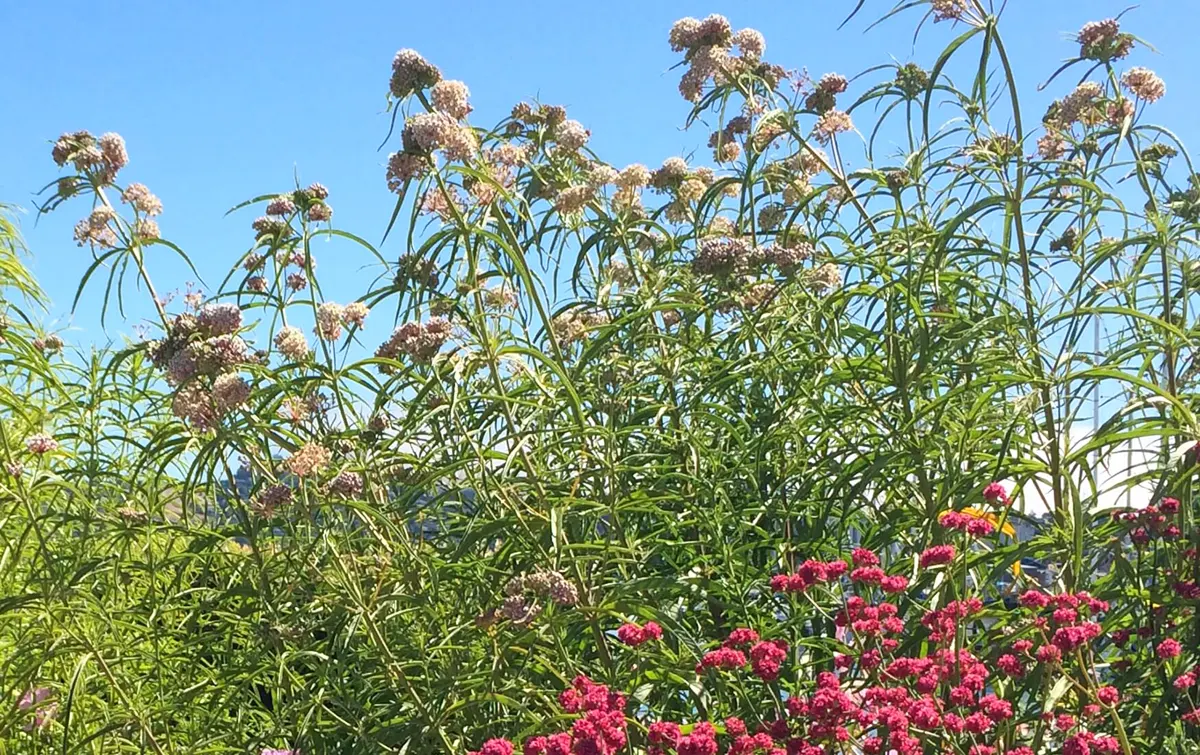Narrow-leaf milkweed plants
