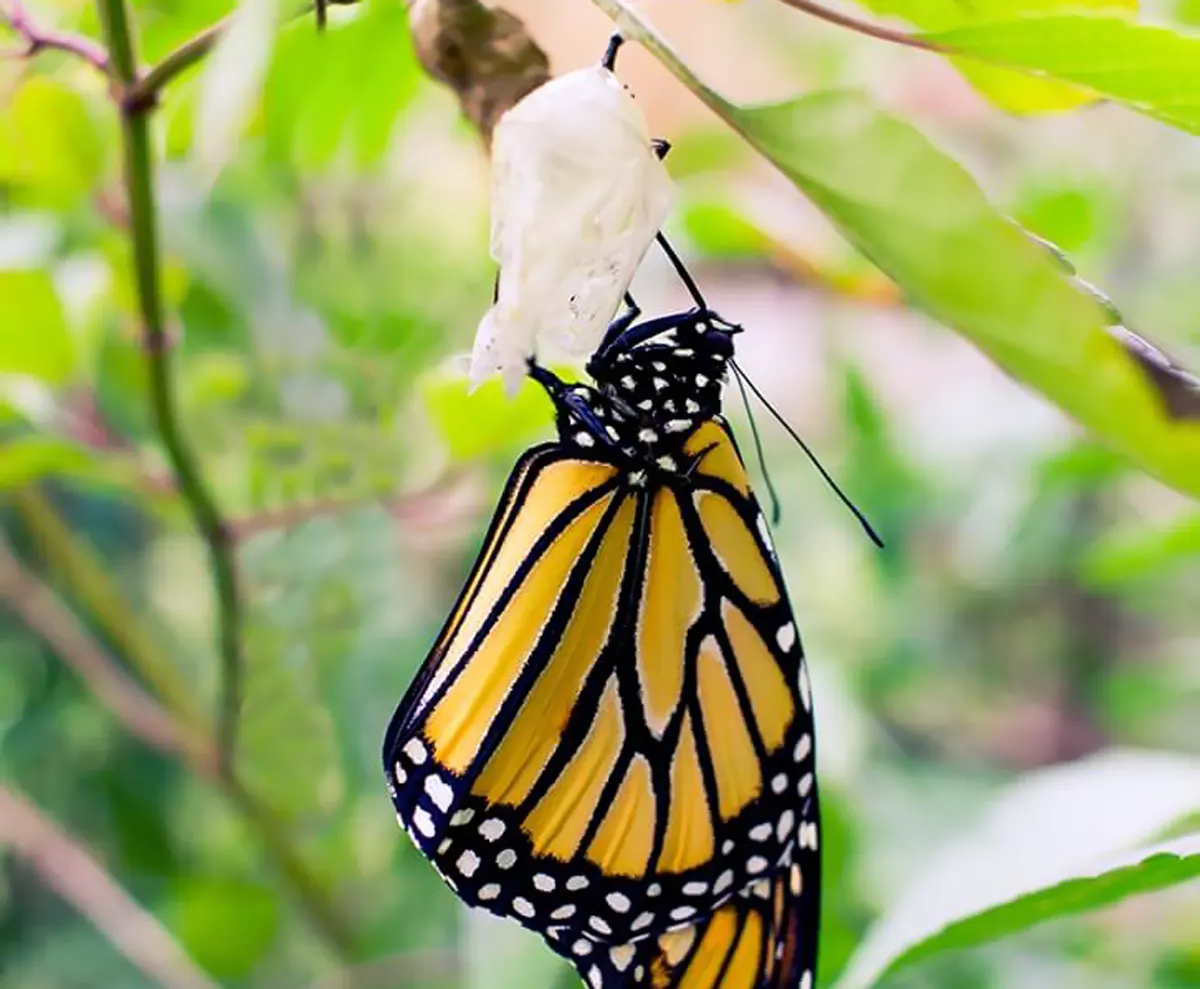 hgh-pollinators-monarch-eclosed