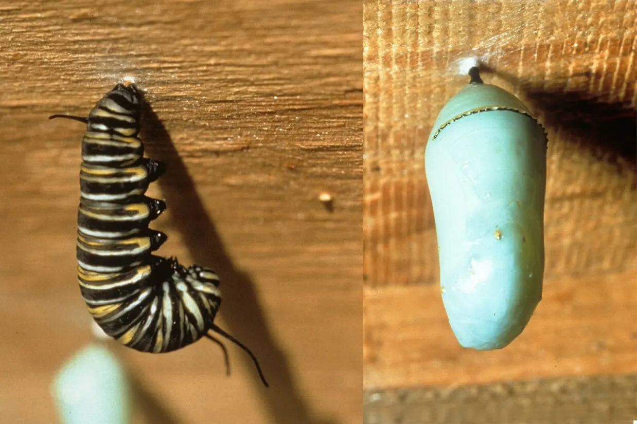 hgh-pollinators-pre-pupal-pupa