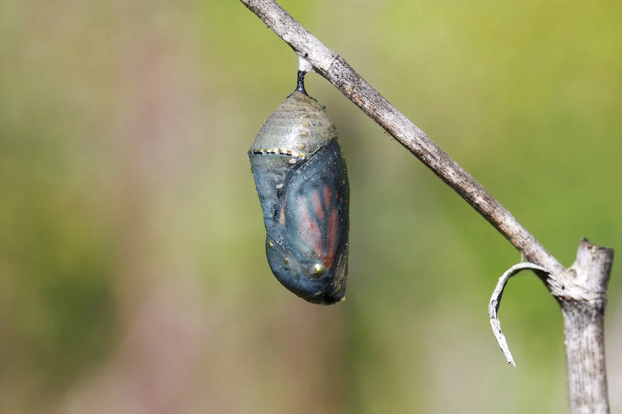 hgh-pollinators-pre-pupal-pupa