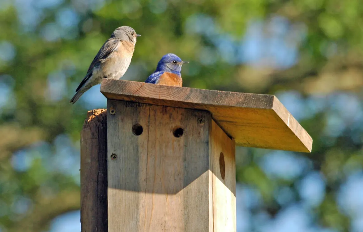 Western Bluebirds on the nest box