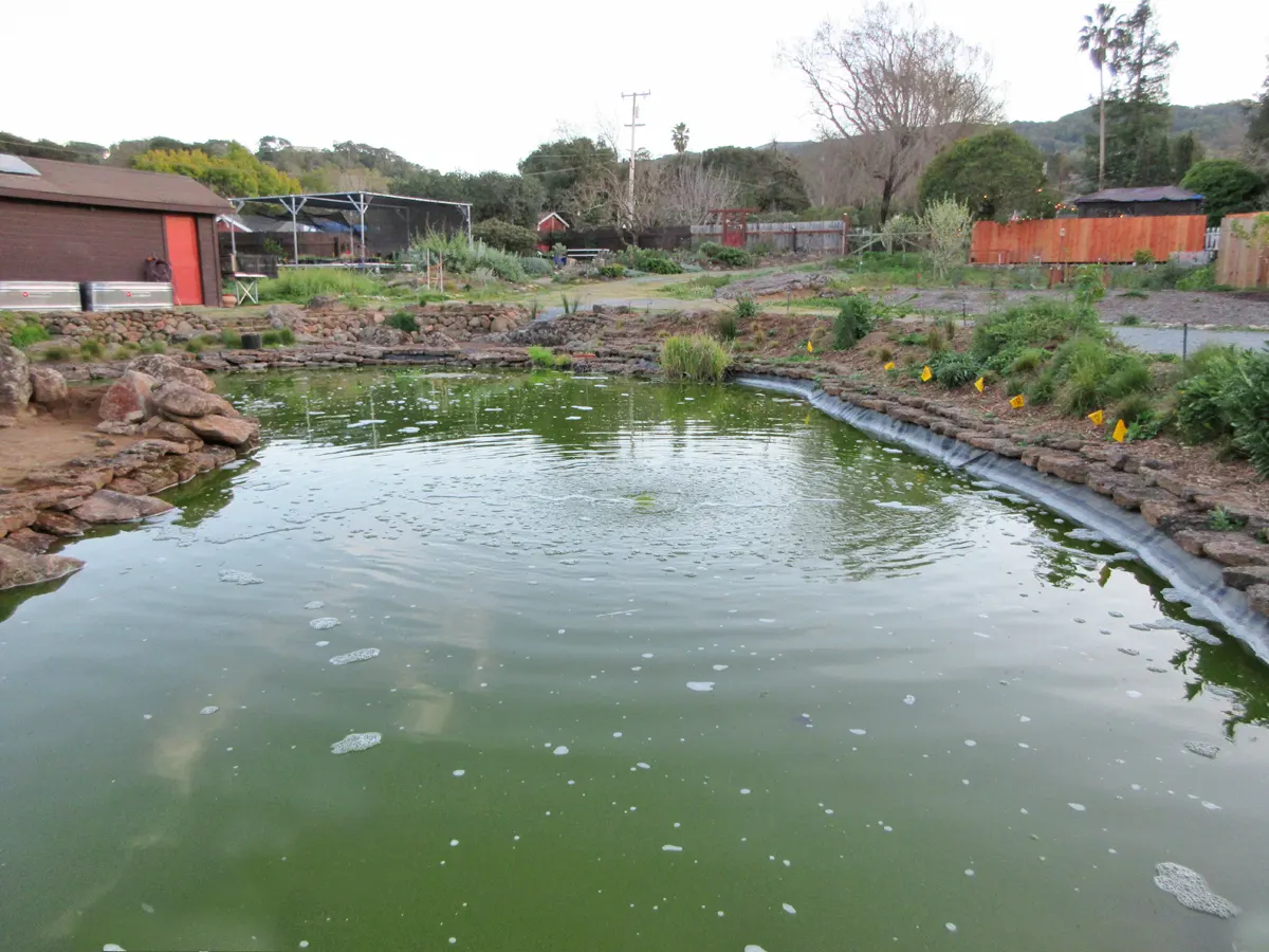 The pond is still