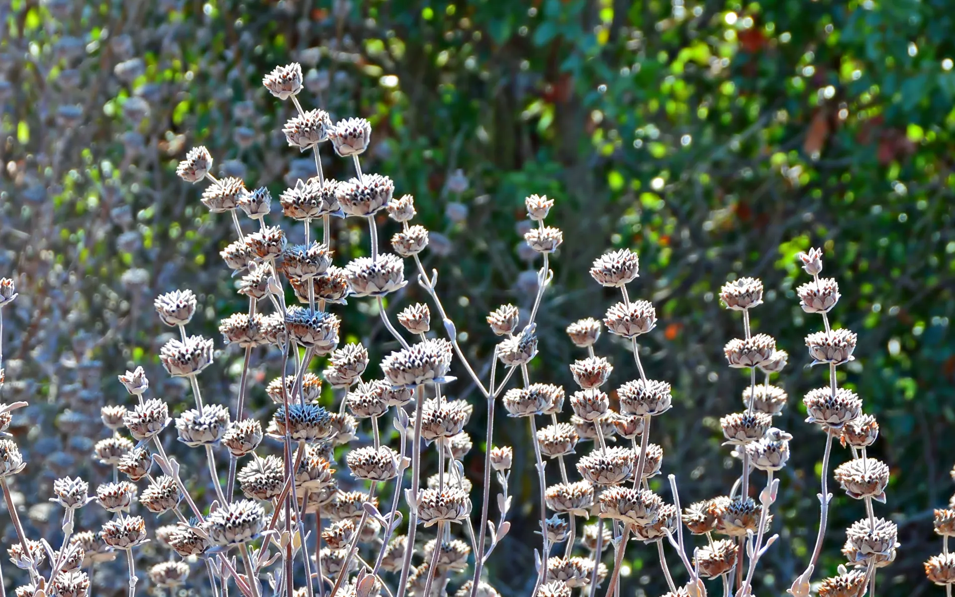 Salvia seedheads in garden
