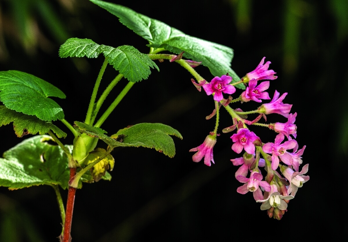 Pink-flowering currant in bloom. Photo by Tom Christensen