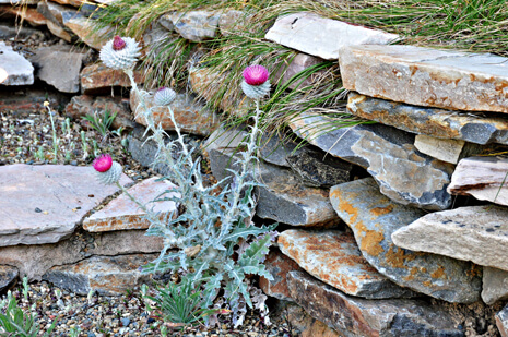 Thistle in the pathway