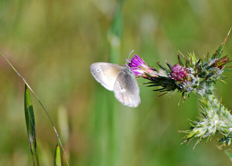 California ringlet on thistle