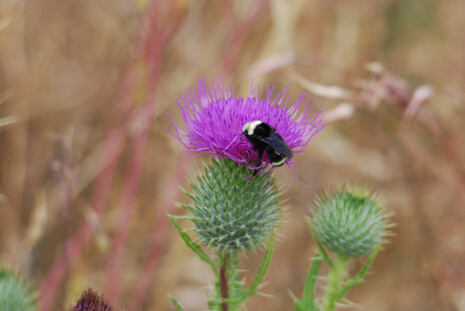 Bumblebee on thistle