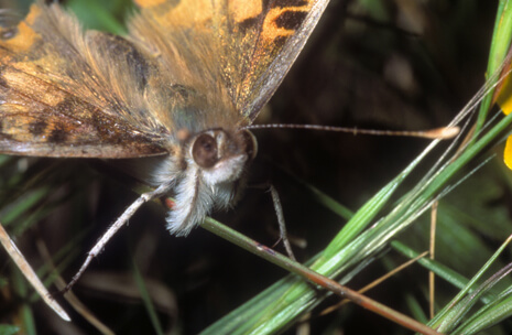 Brushfoot Butterflies
