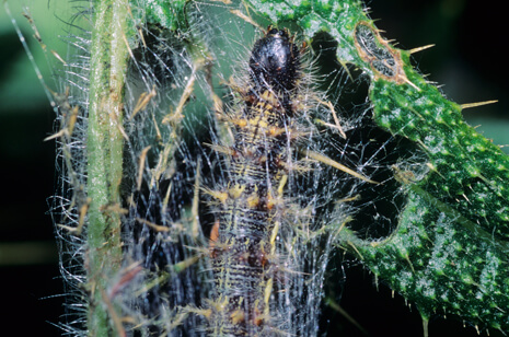 Painted Lady larvae on Italian thistle
