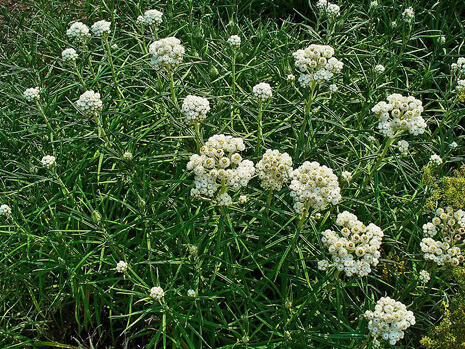 Anaphalis