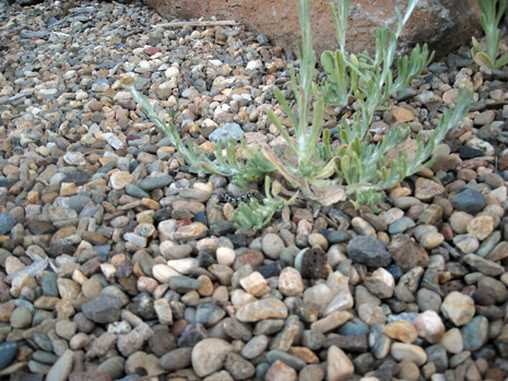 Cudweed - Gnaphalium luteo-album - growing in my pathway - look closely for the larva!