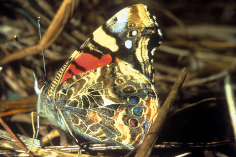 the underwing of the West Coast Lady showing the beautiful 