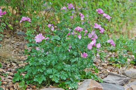 Sidalcea 