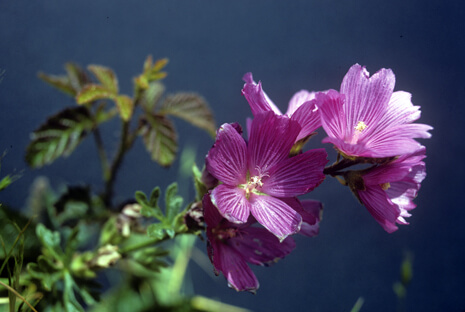 ​Sidalcea malviflora closeup of flower