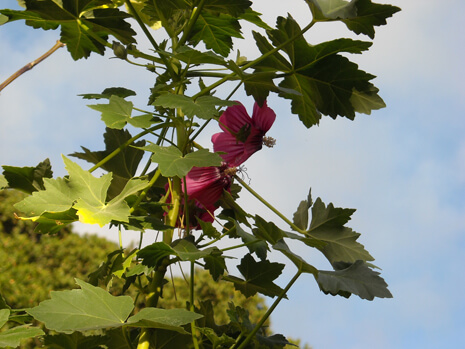 Lavatera assurgentiflora