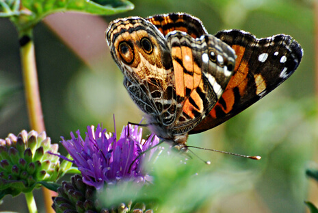 American Lady Butterfly on Mondardella
