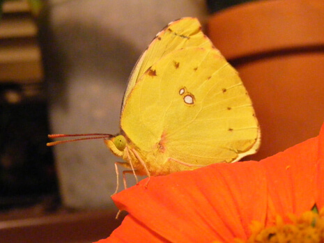 California Dogface butterfly