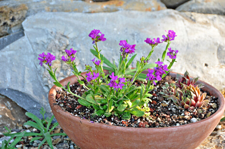 Coast Rock Cress (Arabis blepharophylla)