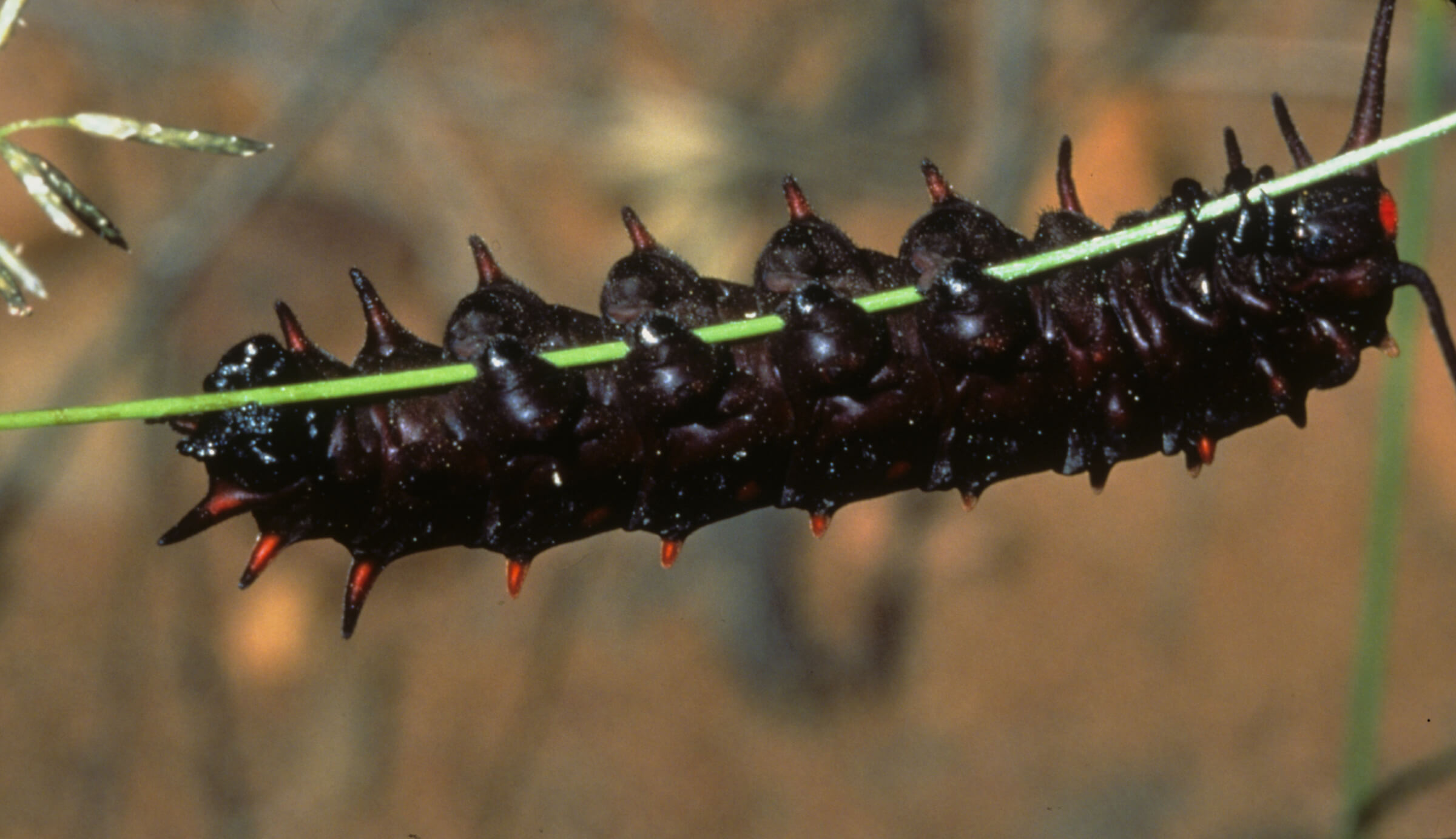 In this photo of the Pipevine larva it is easy to see the ‘prolegs’ which enable the caterpillar to hold on no matter how much the plant might be moving around. Photo by Bob Stewart.