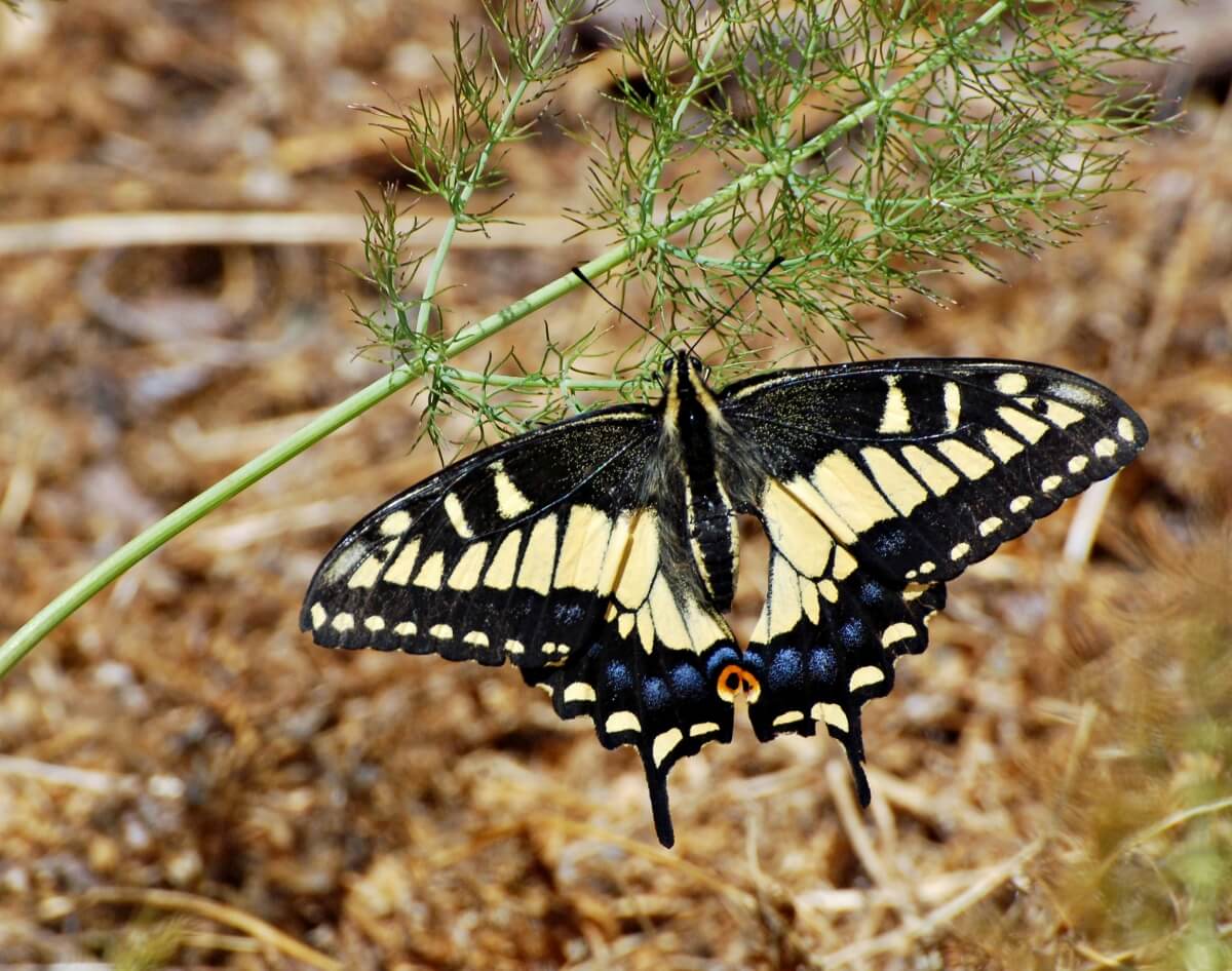Anise Swallowtail on Sweet Fennel (Foeniculum vulgare)