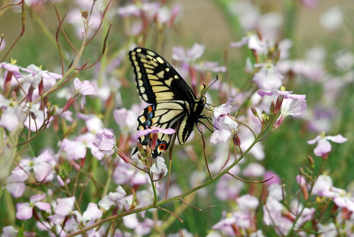 Anise Swallowtail with the beautiful eyespots on its underwings showing while it sips nectar from a wild mustard flower.