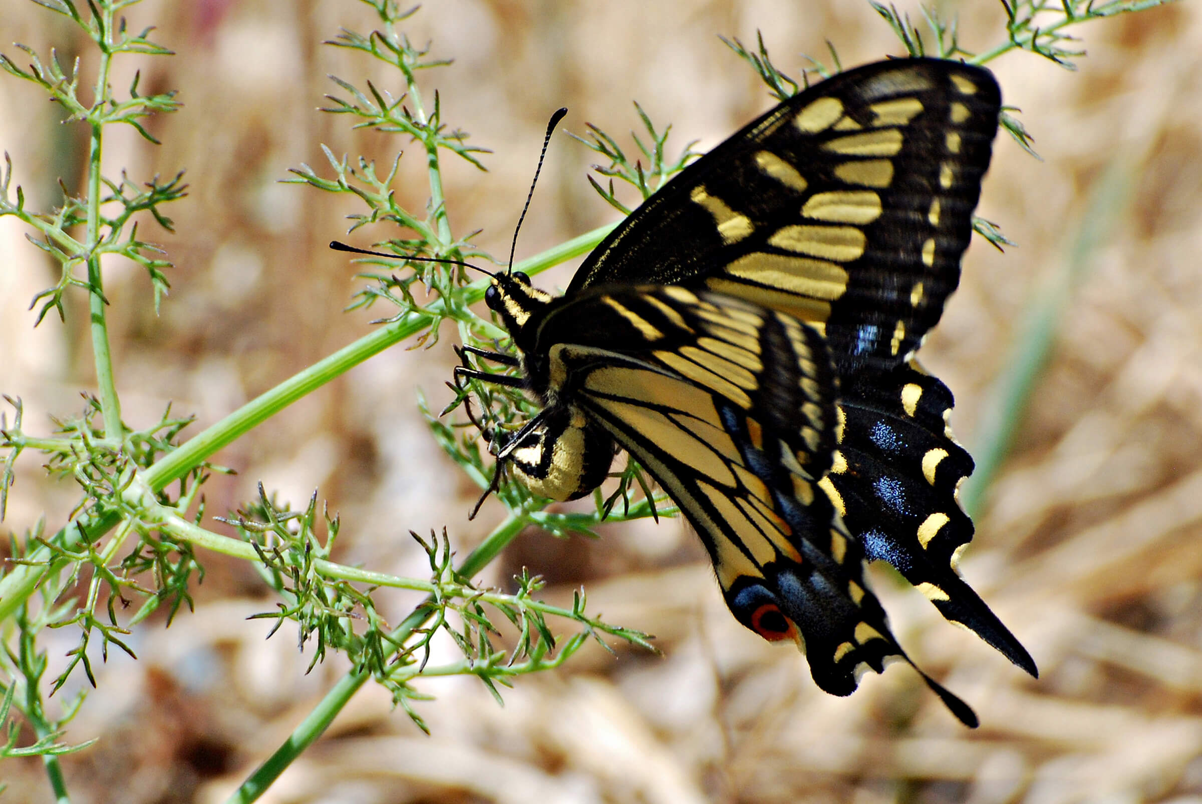 This female is laying an egg; affixing it to the underside of one little leaflet on the Fennel.