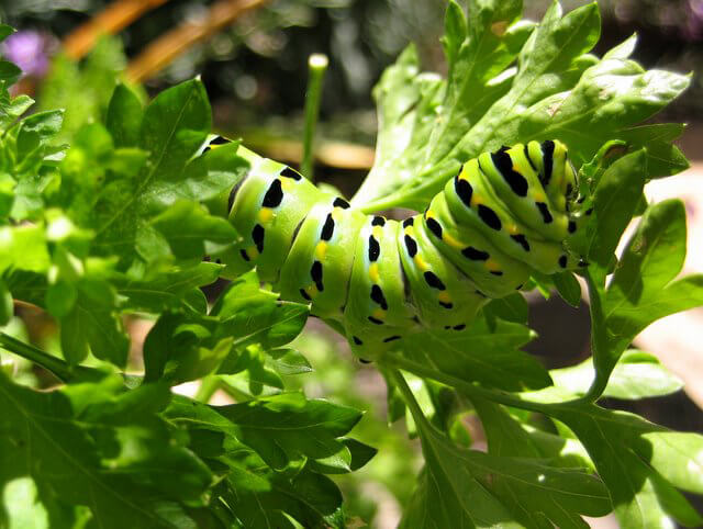 – This Anise Swallowtail larva is feeding on Parsle