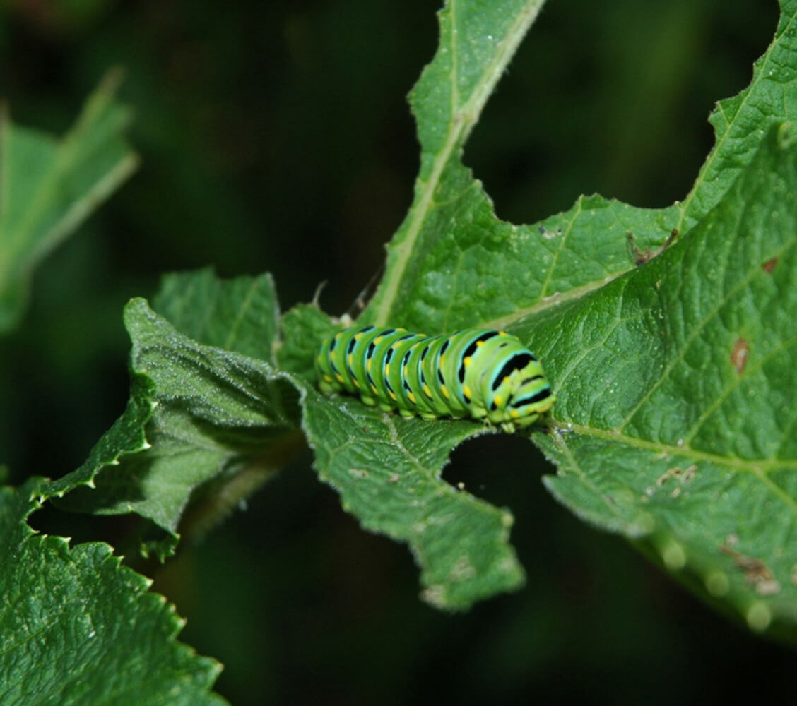 ​Cow Parsnip is sometimes used as a larval host plant.