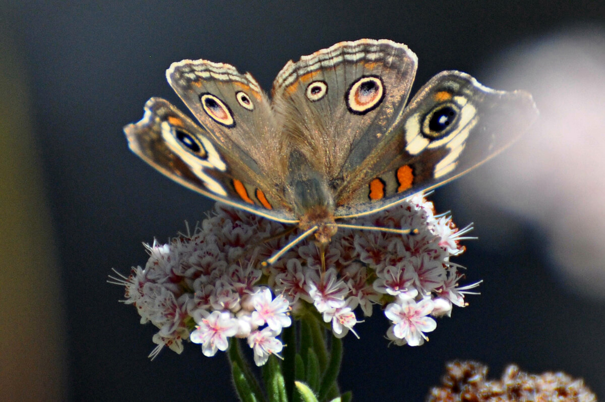In this photo it is easy to see the appeal of Buckwheat flowers; each flower ‘head’ contains numerous small flowers, each one with a supply of nectar. You can also clearly see the proboscis dipping into a single little flower within the ‘head’. The insect saves a lot of energy when it can stay in one place for a while and dip into a large number of flowers. 