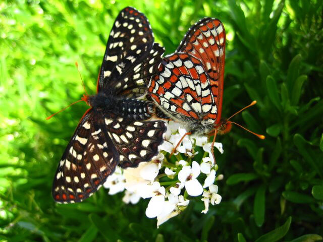 Variable Checkerspots mating (photo by Nancy Hanson)