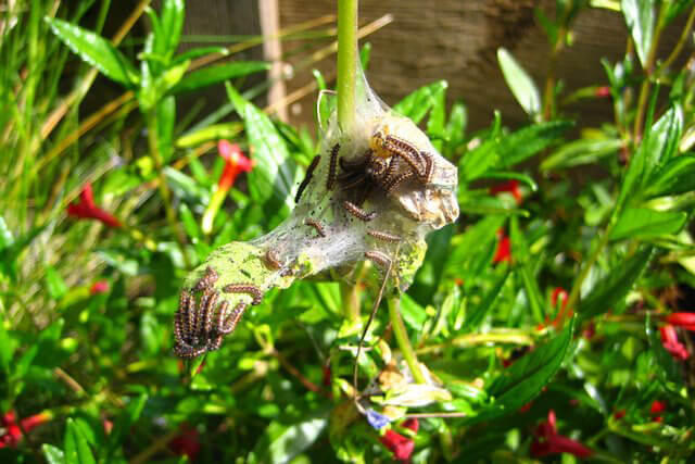Early instar variable Checkerspot larvae feeding within a web. (photo by Nancy Hanson)