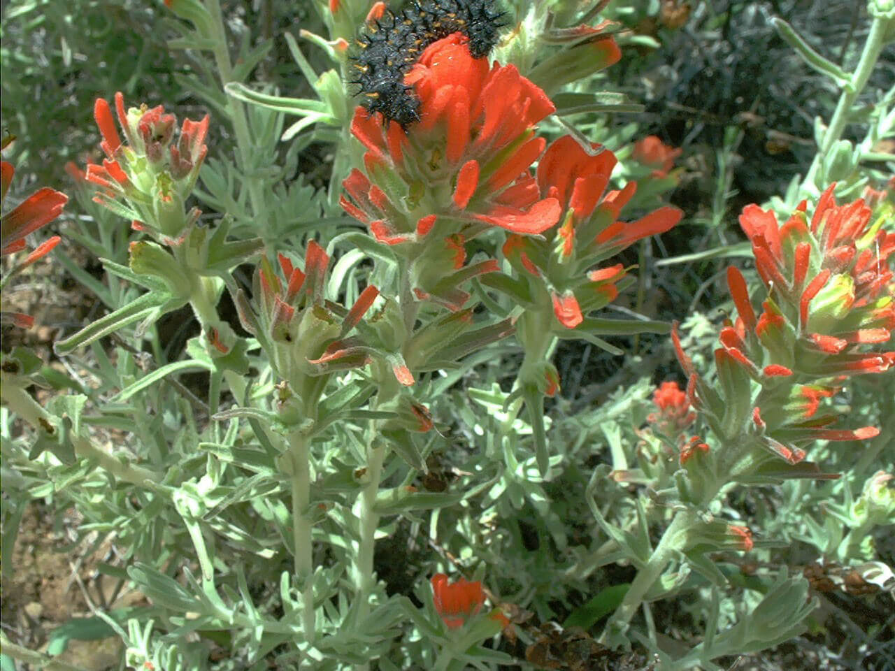 This variable Checkerspot larva is feeding on an Indian Paintbrush flower.
