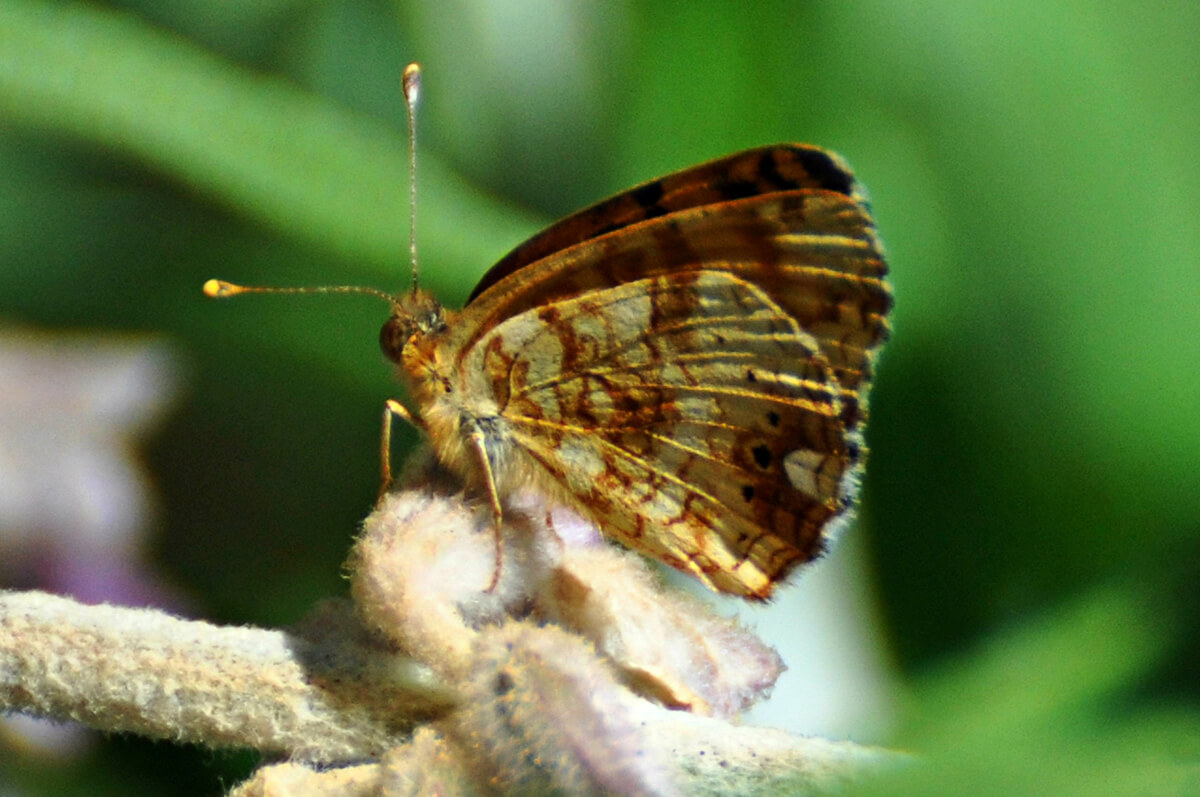 The underwing of the Mylitta Crescent