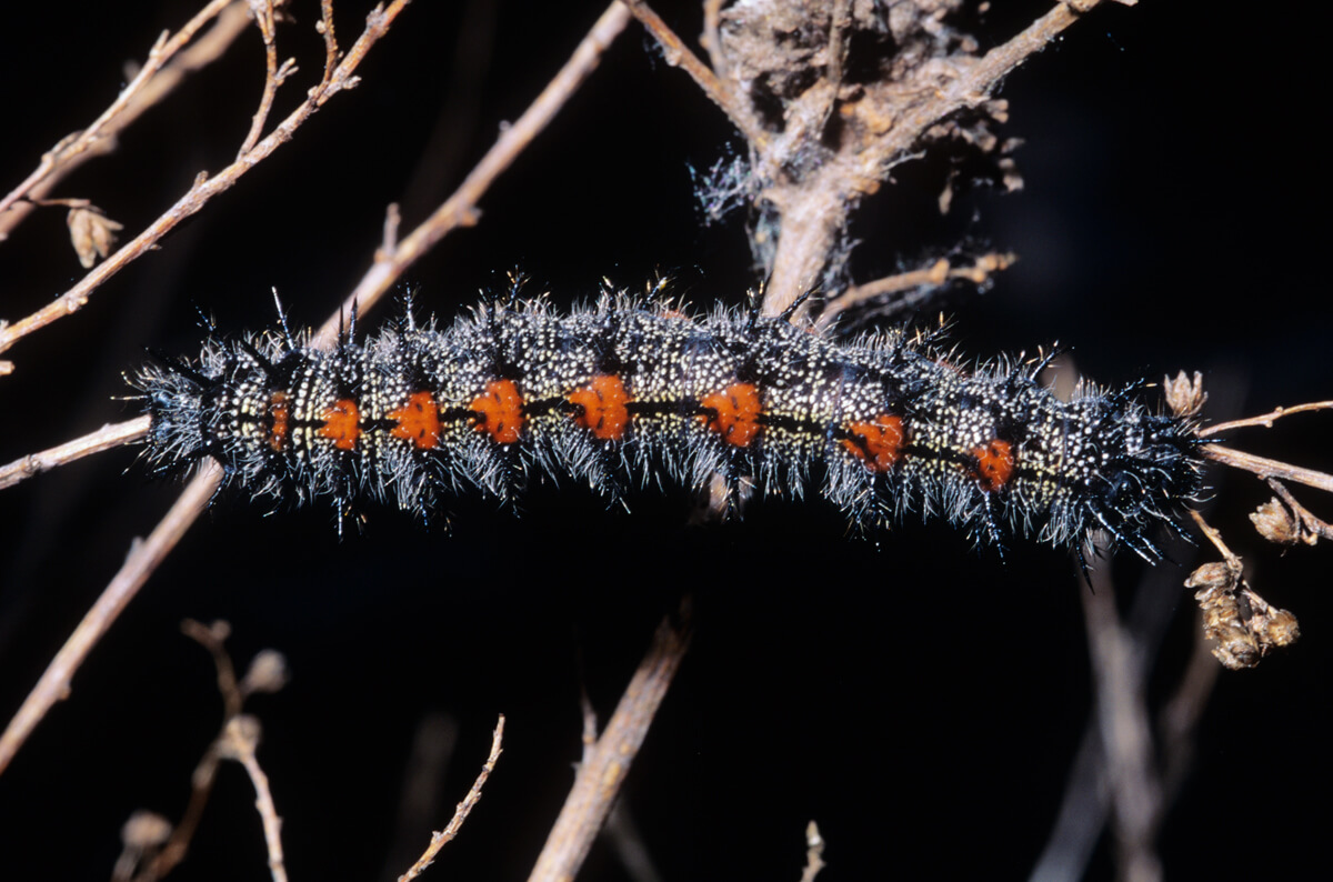 Mourning Cloak caterpillar