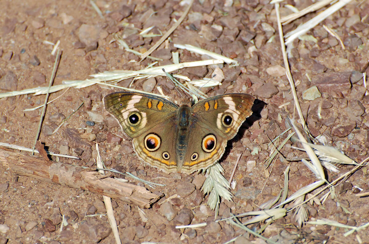 A Buckeye butterfly basking in the sun